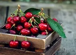 فصل میوه قاتل فشار خون و درمان بیماری کلیه فرا رسید