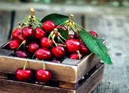 فصل میوه قاتل فشار خون و درمان بیماری کلیه فرا رسید