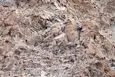 بازی فکری : از هر 100 نفر فقط 24 نفر تونستن  پلنگ مخفی رو پیدا کنن!