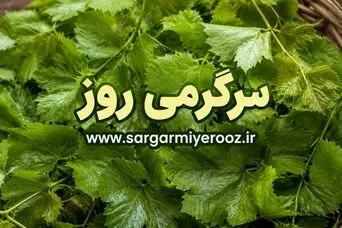 راز ماندگاری یک‌ساله برگ مو بالاخره فاش شد | ترفند خانگی که برگ مو را مثل روز اول تازه نگه می‌دارد