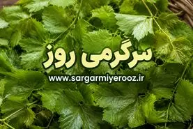 راز ماندگاری یک‌ساله برگ مو بالاخره فاش شد | ترفند خانگی که برگ مو را مثل روز اول تازه نگه می‌دارد