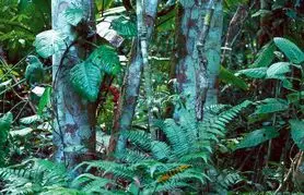 بازی فکری : فقط کسانیکه چشمان تیزبین و عقابی دارند می توانند 2 پرنده را در 10 ثانیه در جنگل پیدا کنند!