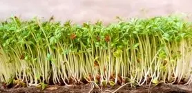 آموزش کاشت سبزه خاکشیر برای عید نوروز