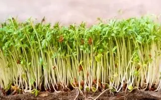 آموزش کاشت سبزه خاکشیر برای عید نوروز