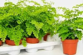  عفونت شدید کلیه ها و مثانه  را با این گیاه از بین ببرید 