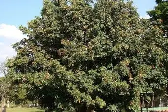 درخت پول؛ درخت با میوه‌های خوراکی  که خوش‌شانسی در تنه‌های درخت حبس شده!