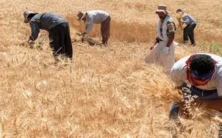 قیمت منطقی خرید تضمینی گندم اعلام شد