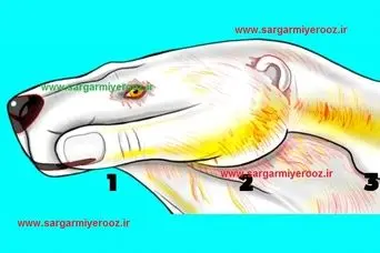 اولین چیزی که ببینید بزرگترین خیانت زندگیتو رو میکنه | تست شخصیت شناسی