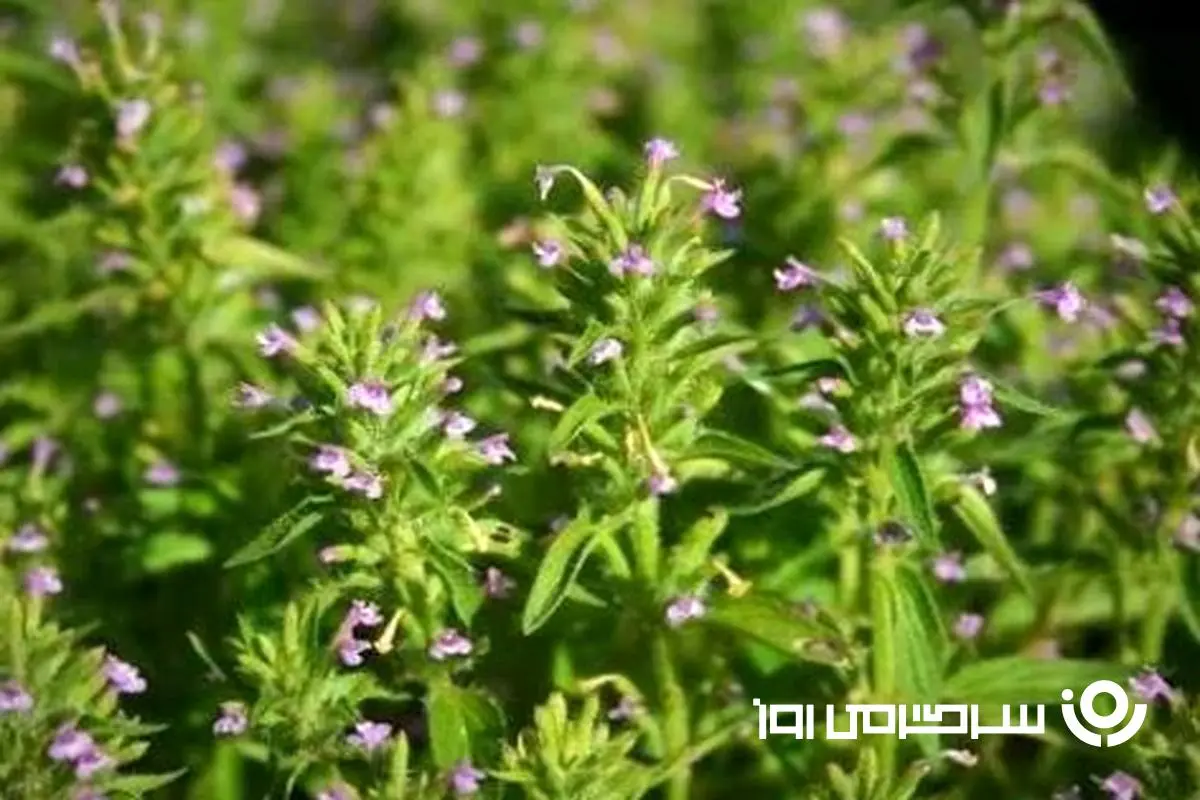 این گیاه همه فن حریف برای همه چیز مفید است