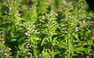 این گیاه همه فن حریف برای همه چیز مفید است