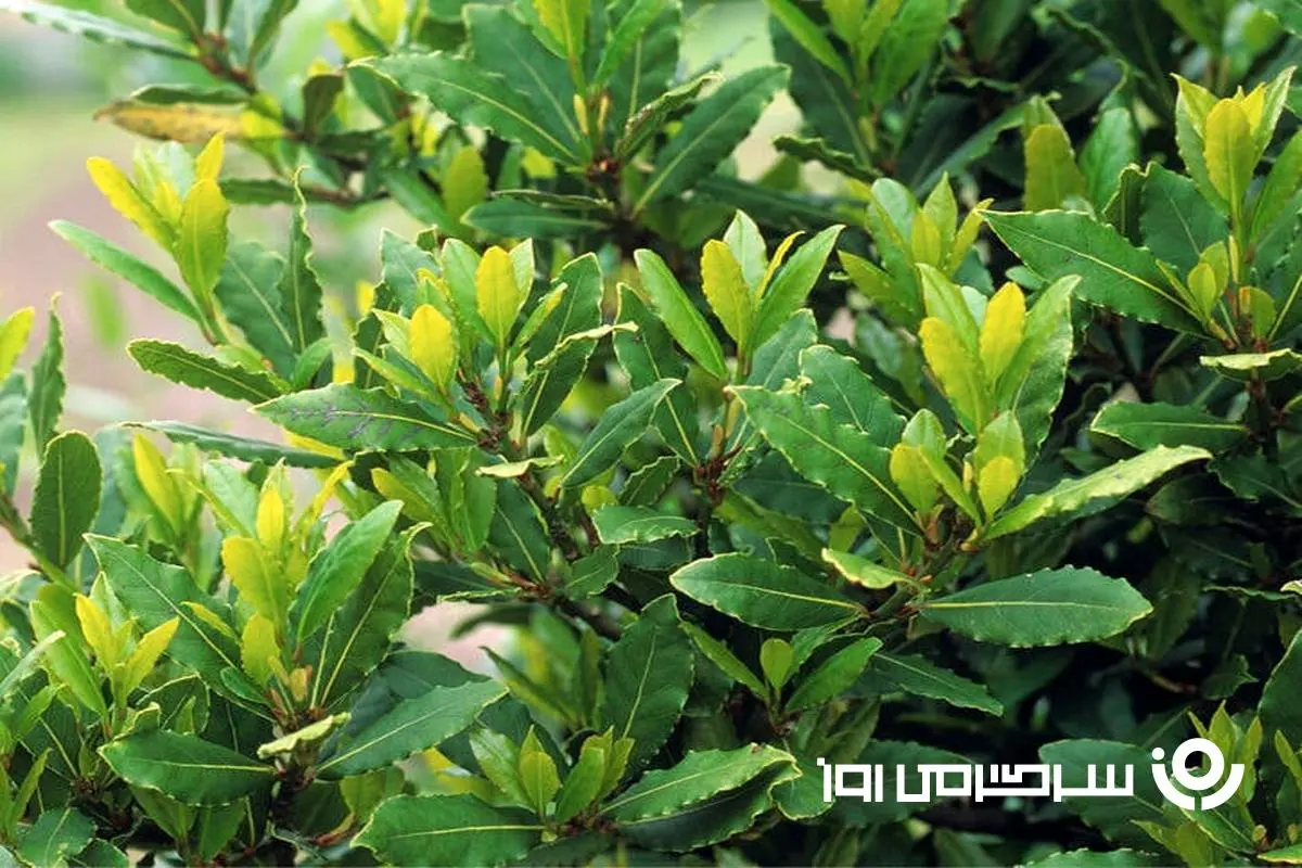 این گیاه یک داروخانه سیار است