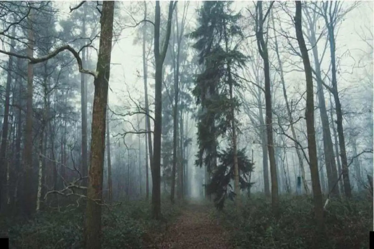 بازی فکری : چشم عقابی ها بیان جلو و روباه رو تو 10 ثانیه پیدا کنن!