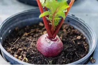 آموزش کاشت لبو (چغندر) در گلدان؛ سریع و بدون دردسر