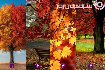روانشناسی شخصیت : با انتخاب یک منظره پاییزی بفهمید در پاییز چه اتفاقی برای شما می افتد!