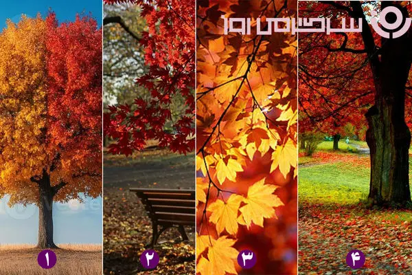 روانشناسی شخصیت : با انتخاب یک منظره پاییزی بفهمید در پاییز چه اتفاقی برای شما می افتد!