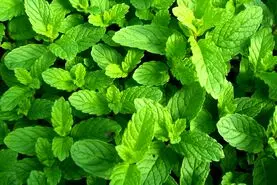 خواصی از نعنا که اگر بدانید خوردنش در کنار هر وعده غذایی را از دست نمی دهید