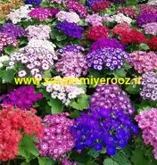آموزش کاشت و نگهداری گل سینره برای عید نوروز