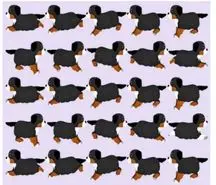 بازی فکری؛ اگه می خوای هیچوقت آلزایمر نگیری توله سگ متفاوت و تو 6 ثانیه پیدا کن!