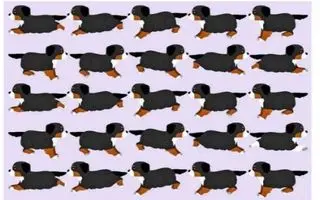 بازی فکری؛ اگه می خوای هیچوقت آلزایمر نگیری توله سگ متفاوت و تو 6 ثانیه پیدا کن!