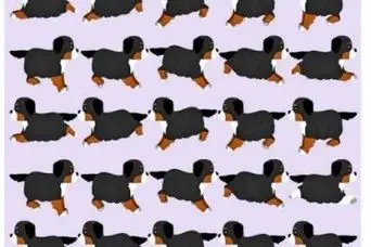 بازی فکری؛ اگه می خوای هیچوقت آلزایمر نگیری توله سگ متفاوت و تو 6 ثانیه پیدا کن!