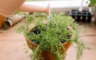 آموزش کاشت شوید در گلدان
