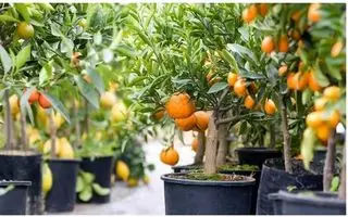 آموزش کاشت نارنگی در گلدان
