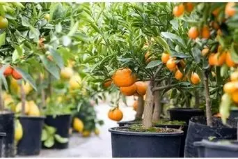 آموزش کاشت نارنگی در گلدان