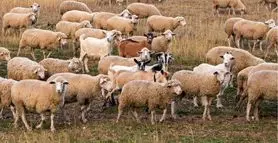 بازی فکری: فقط اوناییکه هوش پوآرو و دید عقاب و دارن گرگ بین گله رو تو 5 ثانیه پیدا می کنن!