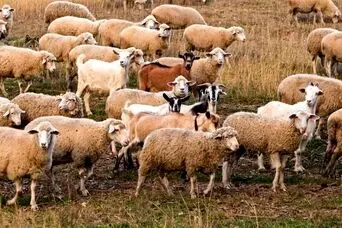 بازی فکری: فقط اوناییکه دید خلبانی دارن گرگ تو گله رو تو 5 ثانیه پیدا می کنن!