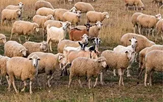 بازی فکری: فقط اوناییکه هوش پوآرو و دید عقاب و دارن گرگ بین گله رو تو 5 ثانیه پیدا می کنن!