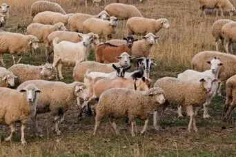 بازی فکری: فقط اوناییکه دید خلبانی دارن گرگ تو گله رو تو 5 ثانیه پیدا می کنن!