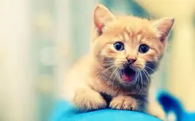 اگر اول صبح گربه ببینیم چه می‌شود؟ بدیمن است یا خوش‌یمن؟