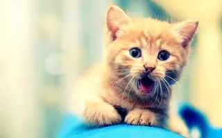 اگر اول صبح گربه ببینیم چه می‌شود؟ بدیمن است یا خوش‌یمن؟