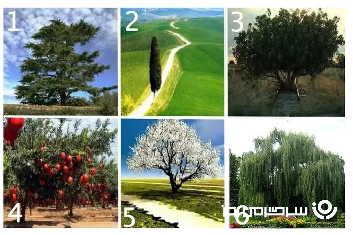 تست شخصیت شناسی : با انتخاب یک درخت بفهمید چقدر بزرگوارید؟