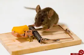 فراری دادن موش از خونه و زندگی بدون سم و تله | این بو موش ها را فراری می دهد