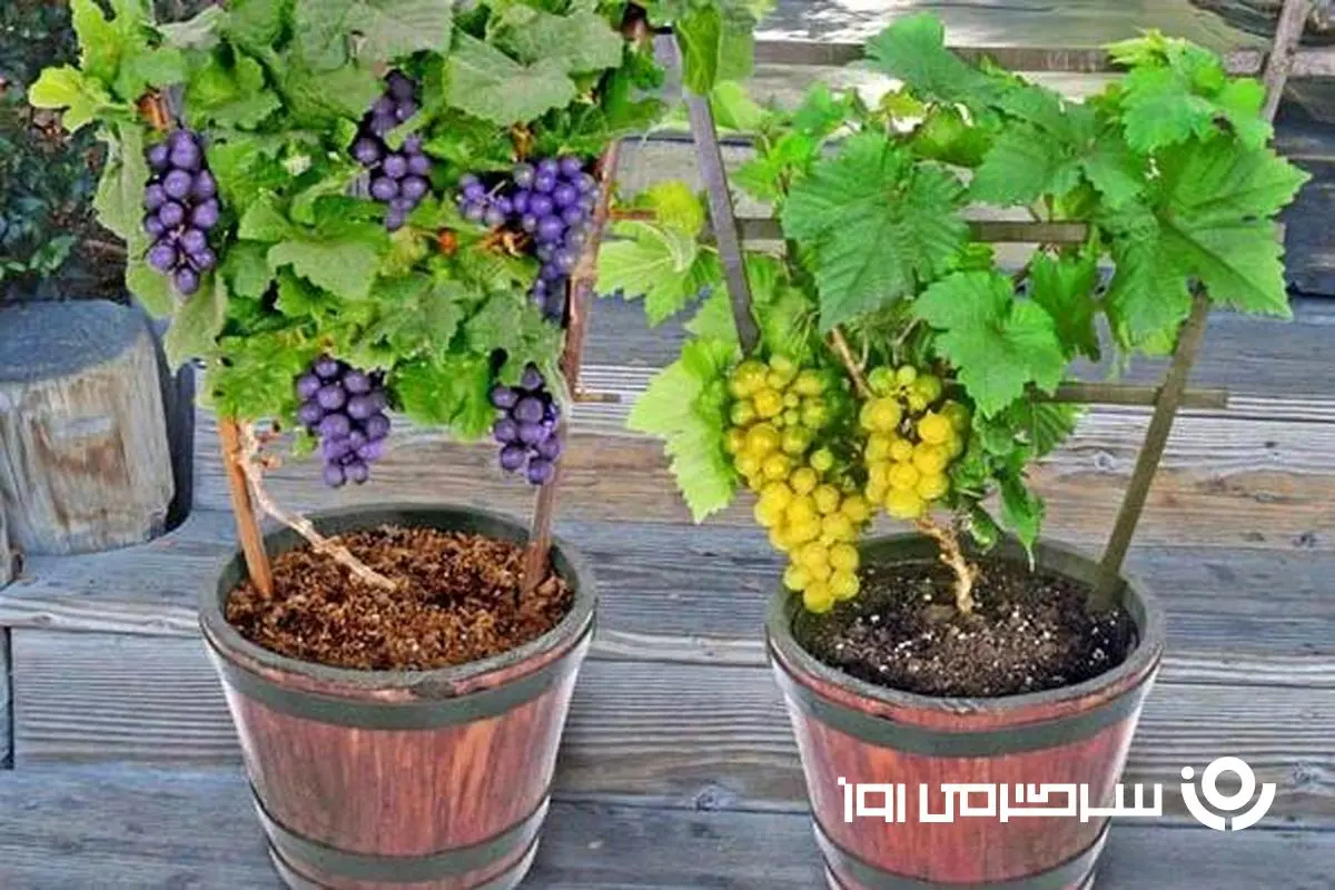 آموزش کاشت انگور در گلدان