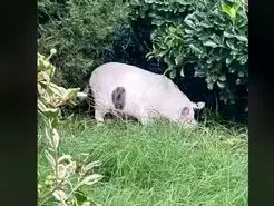 بازی فکری : از هر 10 هزار نفر فقط 1 نفر حیوان را درست تشخیص می دهد!شما چطور؟